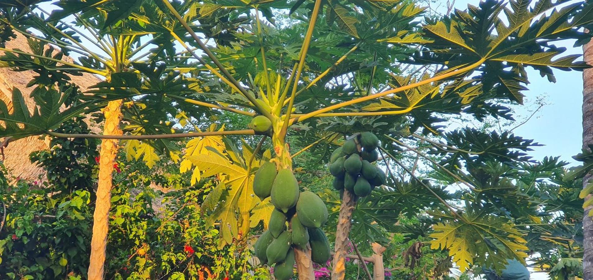 Zoi Retreat Zanzibar
